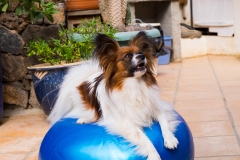 don-pepito-petziball-web