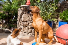 tasha-und-don-pepito-web