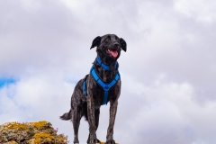 zara-haelt-ausschau-web