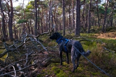 zara-in-der-pfalz-web