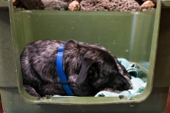 zara-in-the-box-5-web