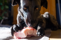 zara-knochen-titel-web