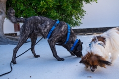 zara-und-don-pepito-web