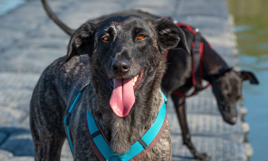 ERST TESTEN dann vielleicht impfen Seite 2 von 2 Zara Verzaubert