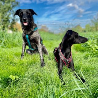 Meine beiden Chaoten… #dog  #bardino #rescuedog #shelterdog #dogphotography #dog_features # #hundefotografie #hundeliebe #hund #tierfotografie #tier_fotos #spanienhund #bestdogever #dogsofinstagram #hunde #hundeportrait #freundaufvierpfoten #podenco #lovemydog #naturephotography #podencomix #galgo #mannheim #heidelberg #neckar