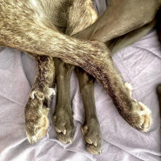 Together #dog  #bardino #rescuedog #shelterdog #dogphotography #dog_features # #hundefotografie #hundeliebe #hund #tierfotografie #tier_fotos #lanzarote #spanienhund #bestdogever #dogsofinstagram #hunde #hundeportrait #freundaufvierpfoten #podenco #lovemydog #naturephotography #podencomix #galgo #galgomix #mannheim #heidelberg #hundetraining #hundetrainerin #lieblingshund